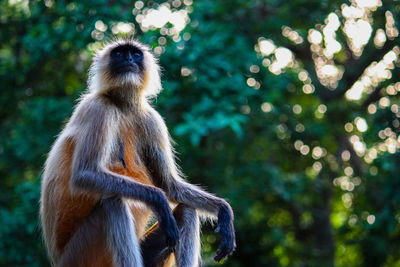 Monkey sitting on tree