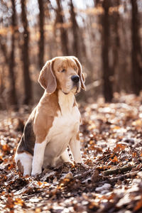 Dog sitting in a forest