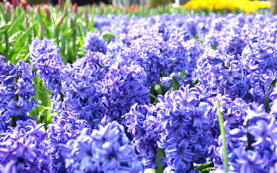 Keukenhof, the garden of europe in spring