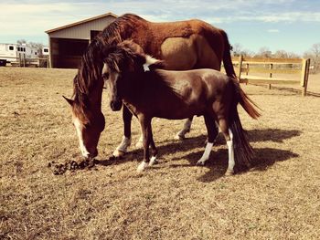 Horses in stable