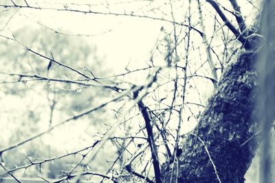 Close-up of frozen bare tree during winter