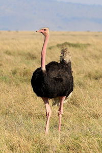 Close-up of ostrich on landscape against sky