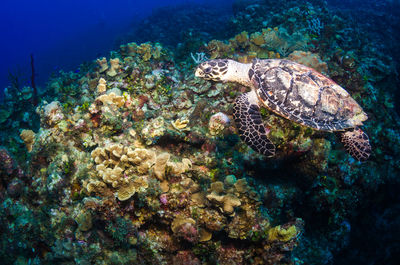 View of turtle swimming in sea with coral