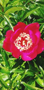 Close-up of pink rose flower