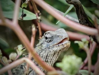 Close-up of a lizard on tree