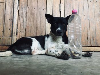 Portrait of a dog resting