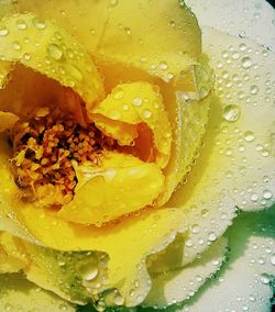 Close-up of water drops on yellow flower