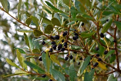 Close-up of insect on tree