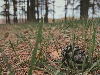 View of bird on field