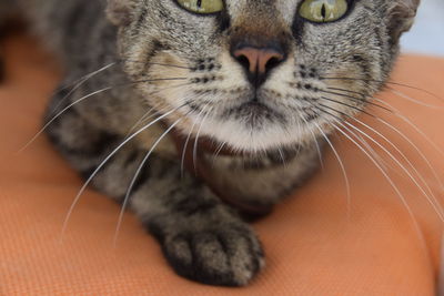 Close-up of cat