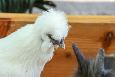 Close-up of a bird