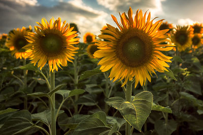 Close-up of sunflower blooming in field