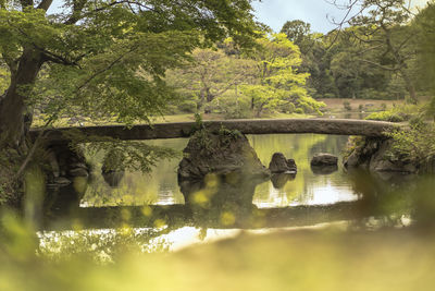 Reflection of trees in a lake