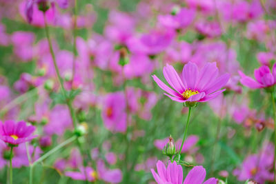 Close-up of pink cosmos flowers on field