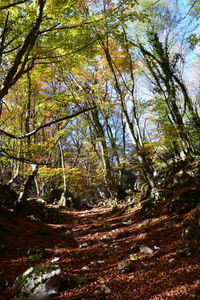 Trees in forest