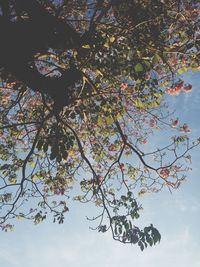 Low angle view of trees against sky