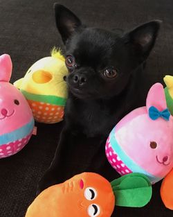 Portrait of dog with toy