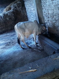 Horse standing on wood