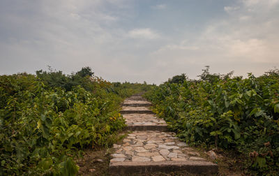 Footpath amidst plants on field against sky