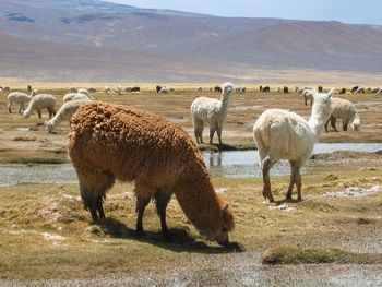 Sheep grazing on field against sky