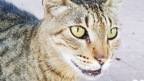 Close-up portrait of a cat