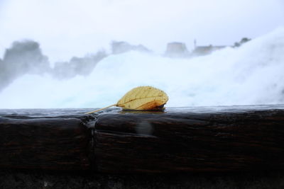 Close-up of shell on rock by sea against sky