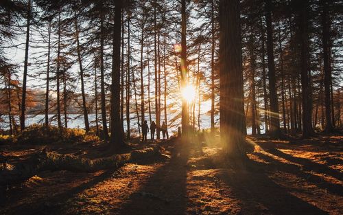 Sunlight streaming through trees in forest