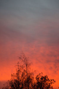 Low angle view of silhouette trees against orange sky