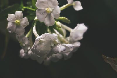 Close-up of water drops on fresh purple flower