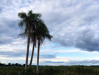 Trees on field against cloudy sky