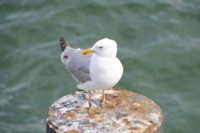 Close-up of seagull perching on water