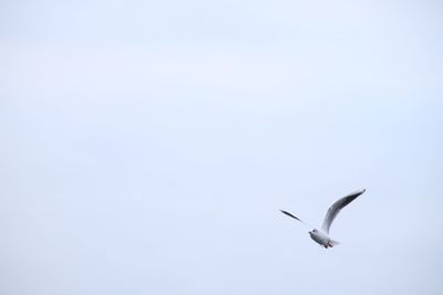 Low angle view of seagull flying in sky