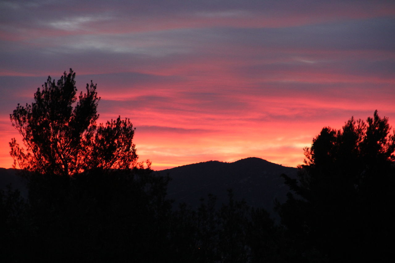 SILHOUETTE OF TREES AT SUNSET