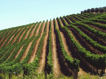 Scenic view of vineyard against clear sky