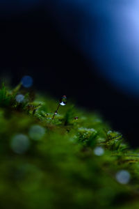 Close-up of wet plant