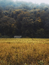 Scenic view of agricultural field