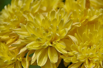 Close-up of yellow flowering plant