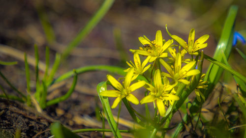 Close-up of yellow flowers