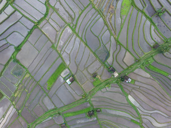 High angle view of plants growing in farm