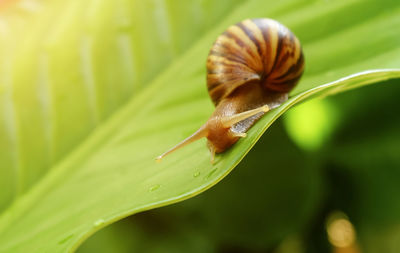 Close-up of snail on plant