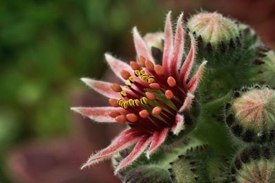 Close-up of flowering plant