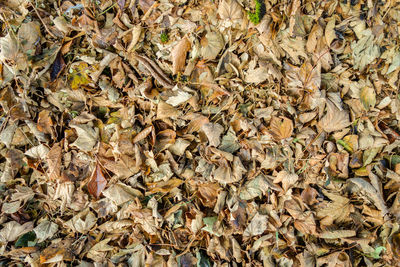 Full frame shot of dry autumn leaves