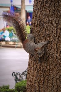 Close-up of squirrel on tree trunk