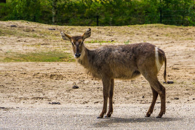 Deer standing on field