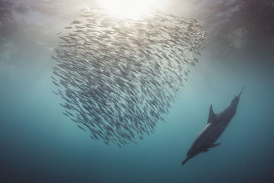 Dolphin and school of fish swimming in sea