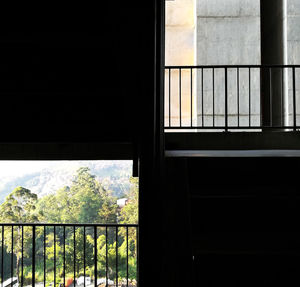 Plants seen through window