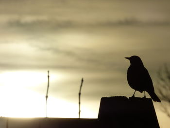 Silhouette bird on wooden post against sky during sunset