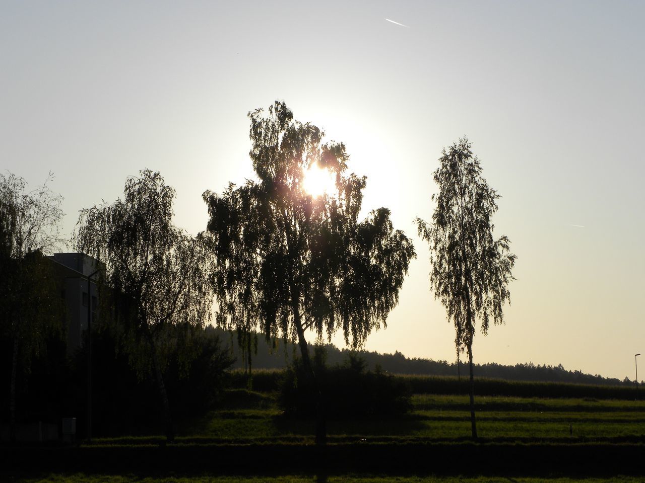 TREES ON FIELD AGAINST BRIGHT SUN