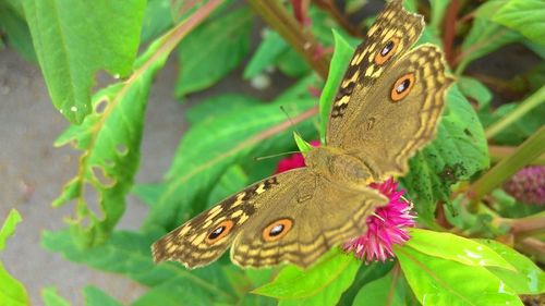 Close-up of butterfly perching on flower