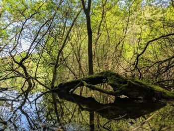 Scenic view of lake in forest